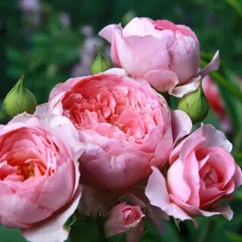Rosa - rosales nostalgicos - rosa de fragancia discreta - de almizcle