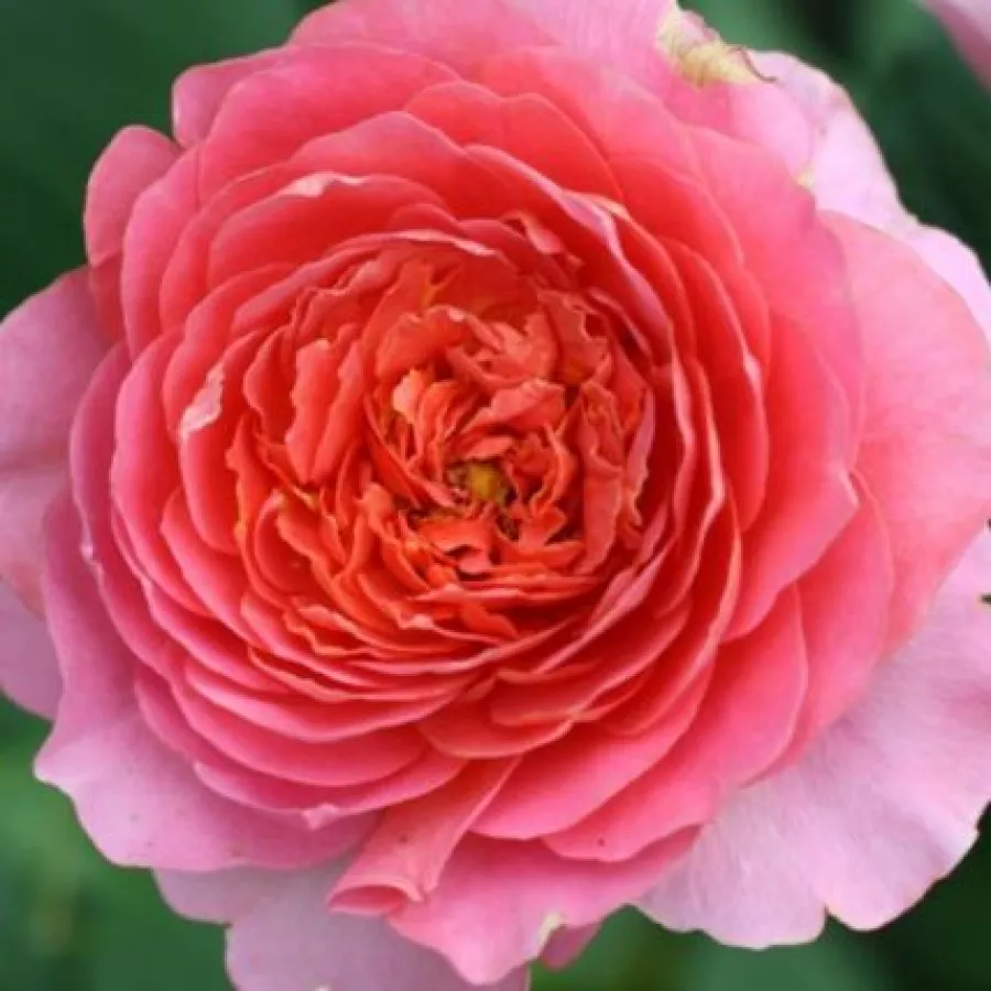 Dominique Massad - Rosa - Amandine Chanel™ - rosal de pie alto
