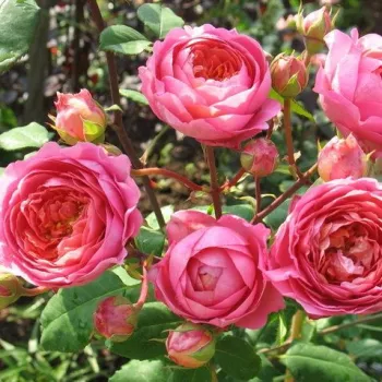 Růžová - stromkové růže - Stromkové růže s květy anglických růží