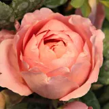 Nostalgična vrtnica - Diskreten vonj vrtnice - roza - Rosa Amandine Chanel™