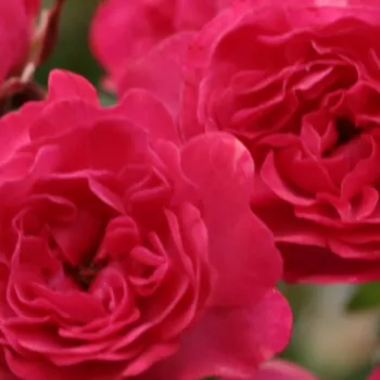 Rózsák webáruháza. - vörös - talajtakaró rózsa - Fairy Rouge - diszkrét illatú rózsa - savanyú aromájú - (40-80 cm)