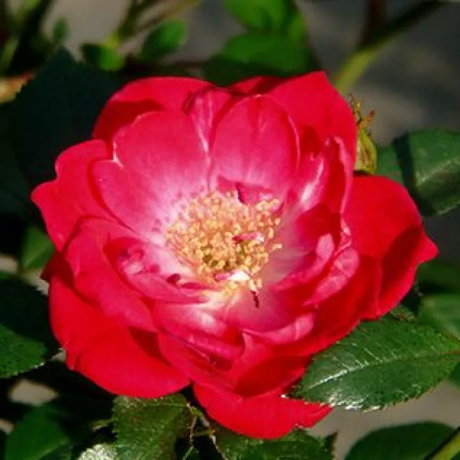 Róże okrywowe - Róża - Fairy Rouge - Szkółka Róż Rozaria