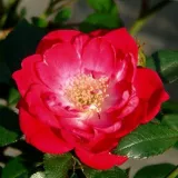 Pôdopokryvná ruža - červený - mierna vôňa ruží - kyslá aróma - Rosa Fairy Rouge - Ruže - online - koupit