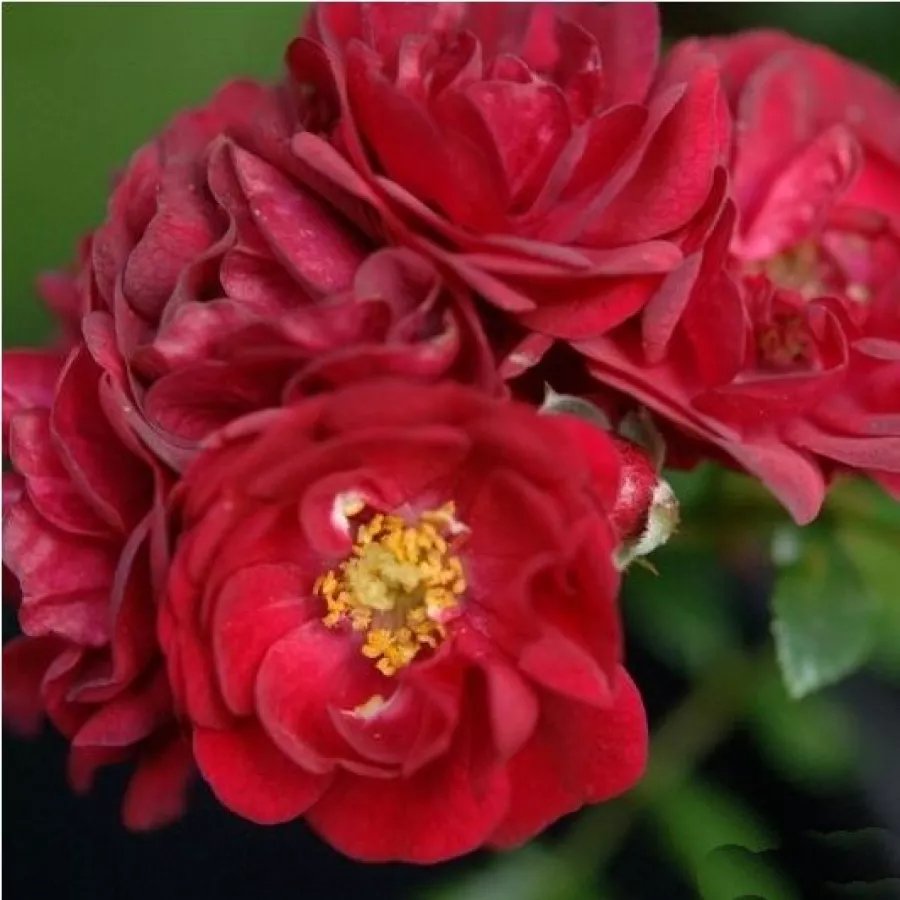červený - Ruža - Fairy Rouge - Ruže - online - koupit