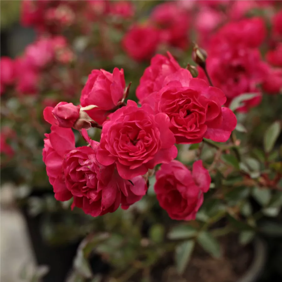 Róża z dyskretnym zapachem - Róża - Fairy Rouge - Szkółka Róż Rozaria