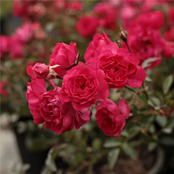Rosa Fairy Rouge - roșu - trandafiri pomisor - Trandafir copac cu trunchi înalt – cu flori mărunți
