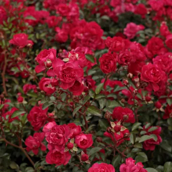 Cseresznyepiros - apróvirágú - magastörzsű rózsafa - diszkrét illatú rózsa - savanyú aromájú