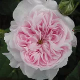 Rózsaszín - történelmi - centifolia rózsa - Online rózsa vásárlás - Rosa Fantin-Latour - intenzív illatú rózsa - vanilia aromájú
