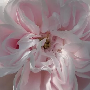 Online rózsa vásárlás - rózsaszín - történelmi - centifolia rózsa - Fantin-Latour - intenzív illatú rózsa - vanilia aromájú - (90-185 cm)