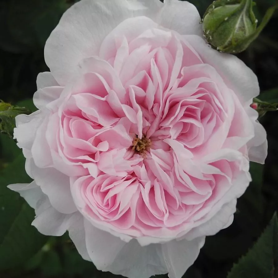 Róża stulistna „Rose de Meaux” - Róża - Fantin-Latour - Szkółka Róż Rozaria