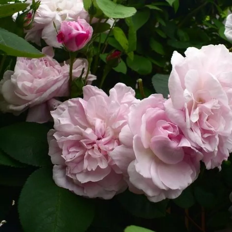 Różowy - Róża - Fantin-Latour - Szkółka Róż Rozaria