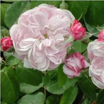 Rosa Fantin-Latour - růžová - stromkové růže - Stromkové růže s květy anglických růží