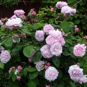 Bledě růžová s tmavým středem - stromkové růže - Stromkové růže s květy anglických růží