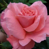 Narancssárga - rózsaszín - virágágyi floribunda rózsa - Online rózsa vásárlás - Rosa Favorite® - intenzív illatú rózsa - barack aromájú