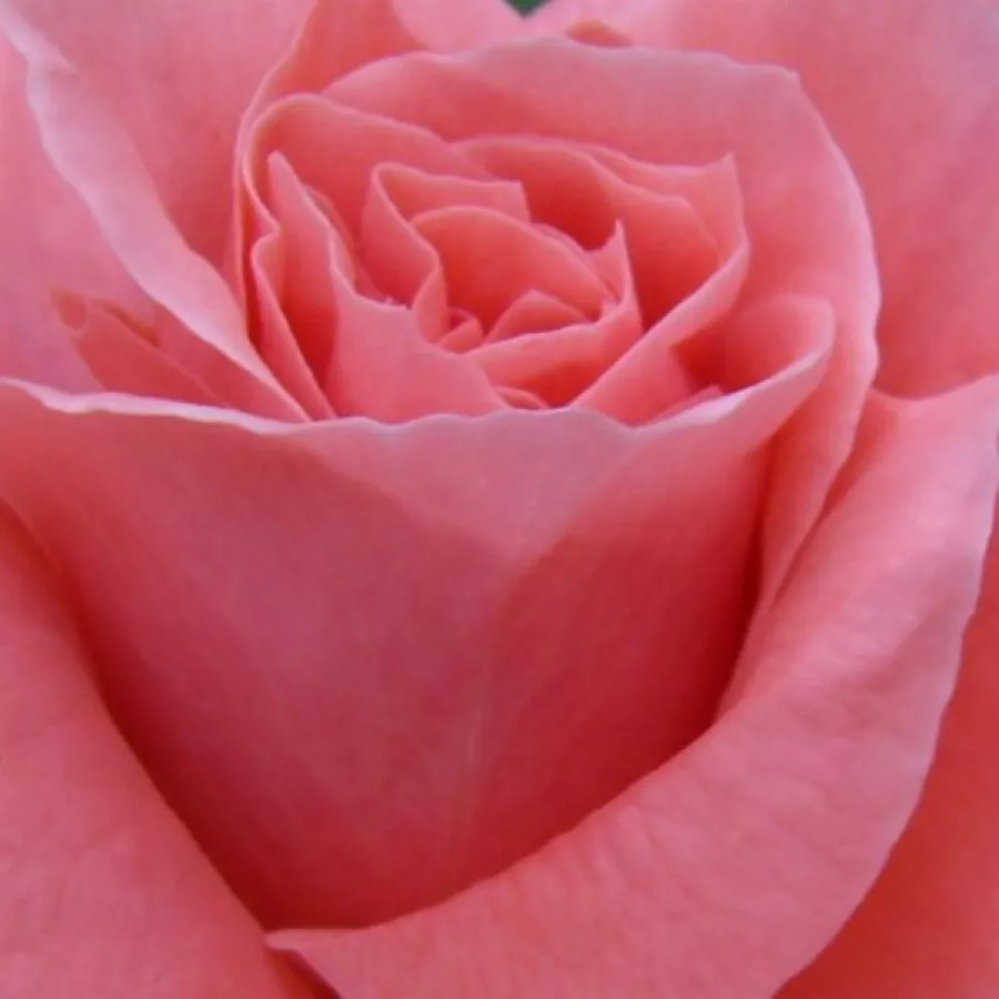 Floribunda - Roza - Favorite® - Na spletni nakup vrtnice