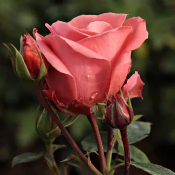 Rosa Favorite® - naranja rosa - árbol de rosas de flores en grupo - rosal de pie alto