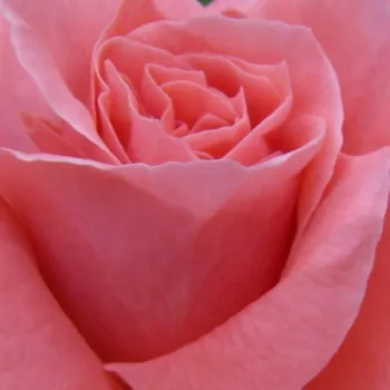 Ruže - eshop  - oranžová - ružová - stromčekové ruže - Stromkové ruže, kvety kvitnú v skupinkách - Favorite® - intenzívna vôňa ruží - broskyňová aróma