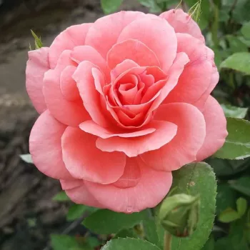Lososově růžová - stromkové růže - Stromkové růže, květy kvetou ve skupinkách