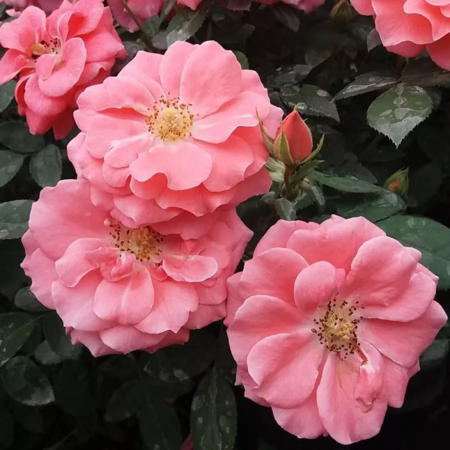 Vrtnica floribunda za cvetlično gredo - Roza - Favorite® - vrtnice - proizvodnja in spletna prodaja sadik