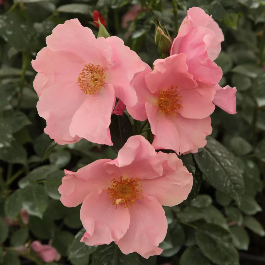 Narancssárga - rózsaszín - Rózsa - Fáy Aladár - Online rózsa rendelés