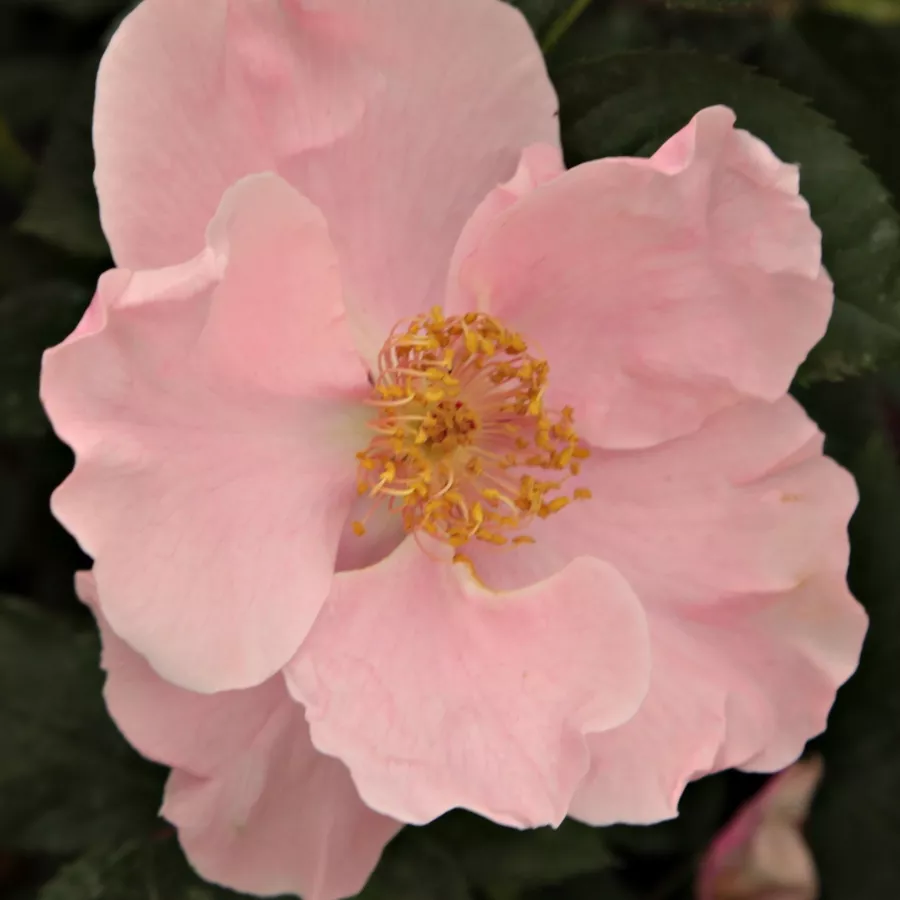 Shrub - Rosa - Fáy Aladár - Produzione e vendita on line di rose da giardino