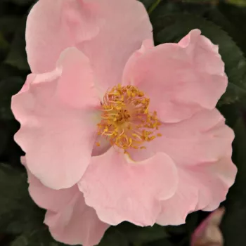 Růže online bazar - Parkové růže - oranžová - růžová - Fáy Aladár - bez vůni