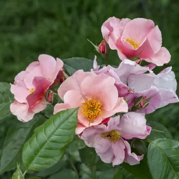 Rosa con tonos naranja - árbol de rosas de flor simple - rosal de pie alto   (120-150 cm)