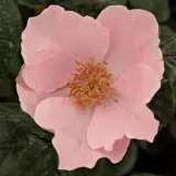 Trandafiri tufă - fără parfum - comanda trandafiri online - Rosa Fáy Aladár - portocaliu - roz