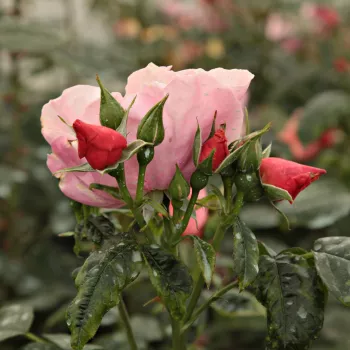 Rosa  Fáy Aladár - pomarańczowo - różowy - róże parkowe
