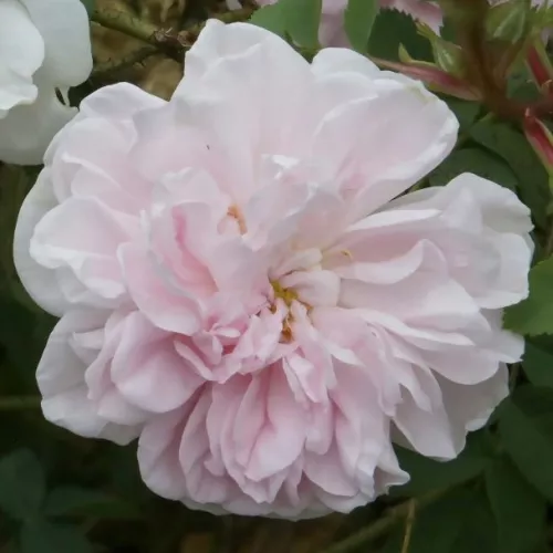 Rosa pimpinellifolia Marbled Pink