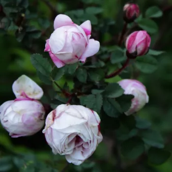 ROSA PIMPINELLIFOLIA MARBLED PINK – rózsaszín tájépítészeti bokorrózsa