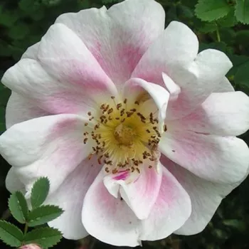 Rózsa rendelés online - rózsaszín - enyhe, visszafogott illatú rózsa - Rosa pimpinellifolia Marbled Pink - tájépítészeti bokorrózsa - (90–150 cm)