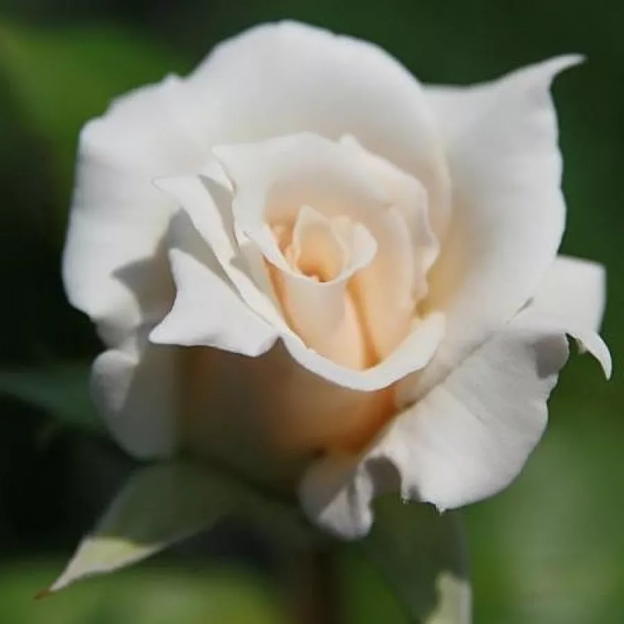 Teahibrid rózsa - Rózsa - Fehér - Online rózsa rendelés