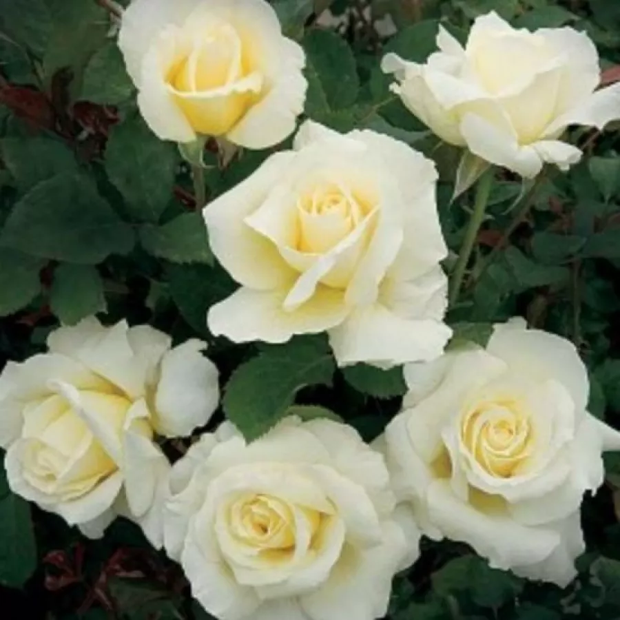 Fehér - Rózsa - Fehér - Online rózsa rendelés