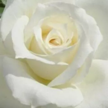 Róże ogrodowe - róża wielkokwiatowa - Hybrid Tea - biały - róża ze średnio intensywnym zapachem - Fehér - (80-100 cm)