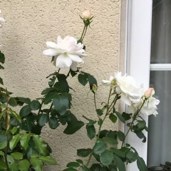 Rosa Blanco - blanco - árbol de rosas híbrido de té – rosal de pie alto