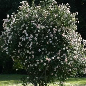 Blanco - árbol de rosas híbrido de té – rosal de pie alto - rosa de fragancia moderadamente intensa - pomelo