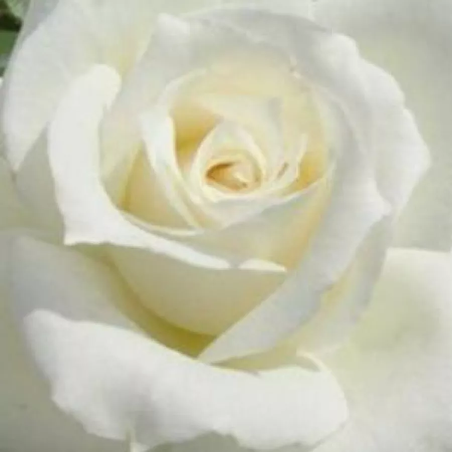 - - Rózsa - An Bán - Kertészeti webáruház