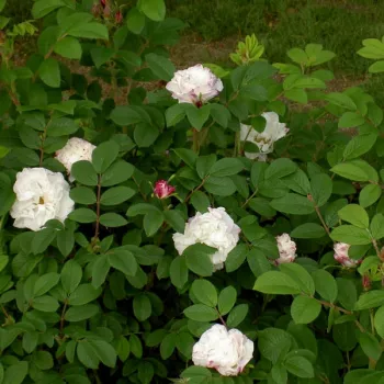 Rein, strahlend weiße Blütenblätter mit einem leicht grünlichen Schimmer zur Mitte hin. - parkrose - stark duftende, aus der ferne wahrnehmbare rose - klassisch, rosig