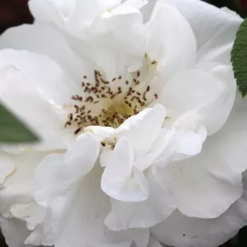 Online rosenkauf - weiß - stark duftende, aus der ferne wahrnehmbare rose - Louise Bugnet - parkrose - (120-180 cm)