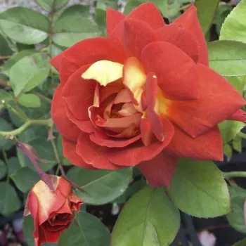 STRANGE BREW – vörös-sárga virágágyi floribunda rózsa - Matthews