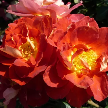 A szirmok külső felülete mély, égetett narancs -rozsdabarna, belül okkersárga tónusokkal gazdagított. - virágágyi floribunda rózsa - enyhe, visszafogott illatú rózsa - gyümölcsös-fűszeres karakterű