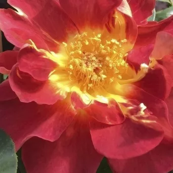 Rózsa rendelés online - vörös -sárga - enyhe, visszafogott illatú rózsa - Strange Brew - virágágyi floribunda rózsa - (130-170 cm)