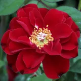 Vörös - törpe - mini rózsa - Online rózsa vásárlás - Rosa Fekete István - diszkrét illatú rózsa - ibolya aromájú