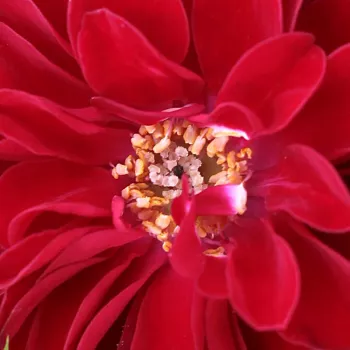 Rózsák webáruháza. - vörös - törpe - mini rózsa - Fekete István - diszkrét illatú rózsa - ibolya aromájú - (20-50 cm)