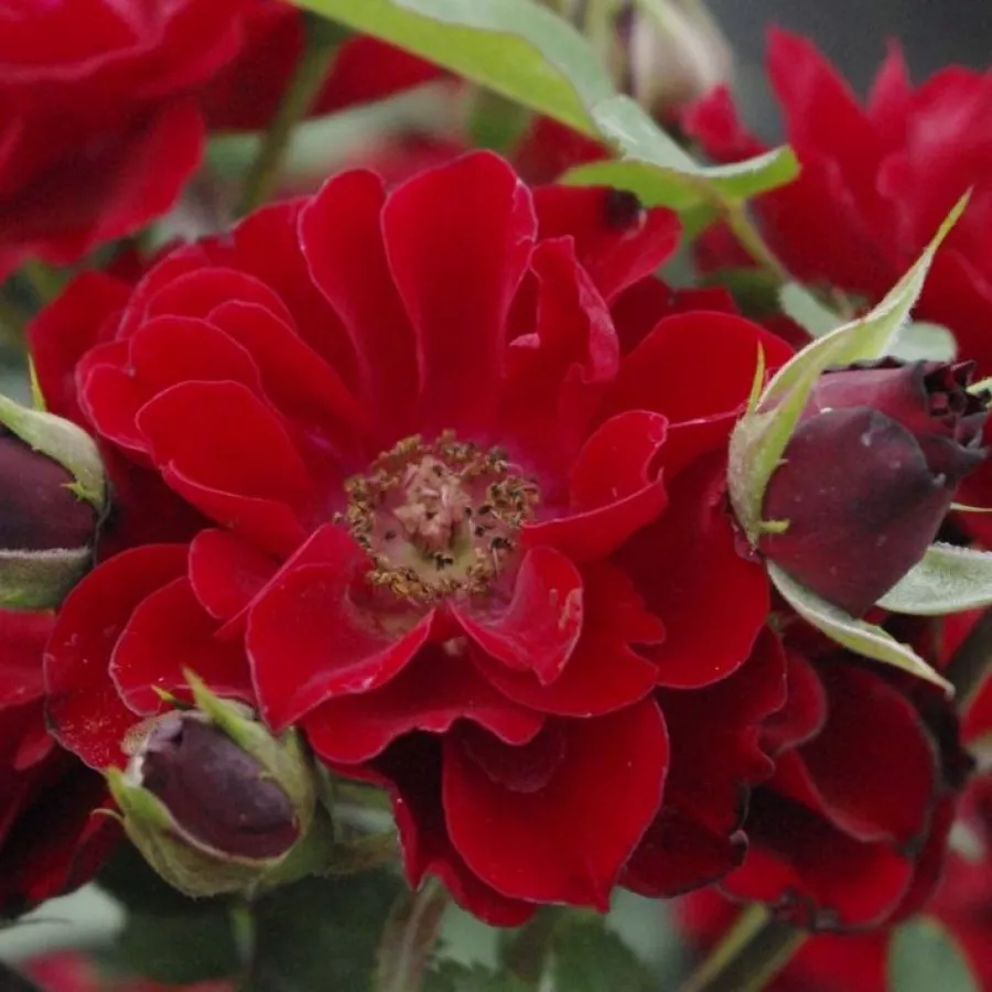Rosso - Rosa - Fekete István - Produzione e vendita on line di rose da giardino