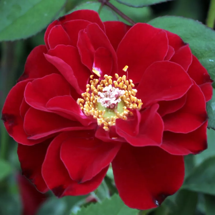 Rojo - Rosa - Fekete István - rosal de pie alto