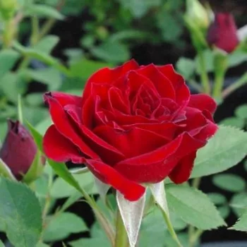 Rosa Fekete István - vörös - magastörzsű rózsa - apróvirágú
