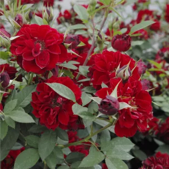 Bordó - apróvirágú - magastörzsű rózsafa - diszkrét illatú rózsa - ibolya aromájú