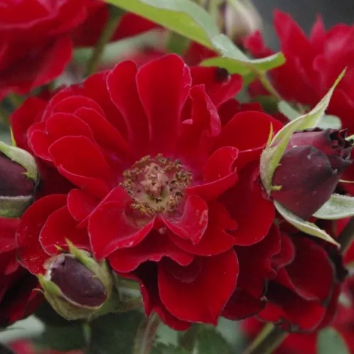 Fekete István törpe - mini rózsa